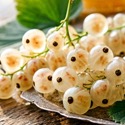 Белая смородина: польза для здоровья и использование в кулинарии